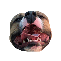 Dog Puppy Sticker by Weld Realty