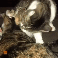 Kitty Siblings Help Each Other With Bath Time Before Bed