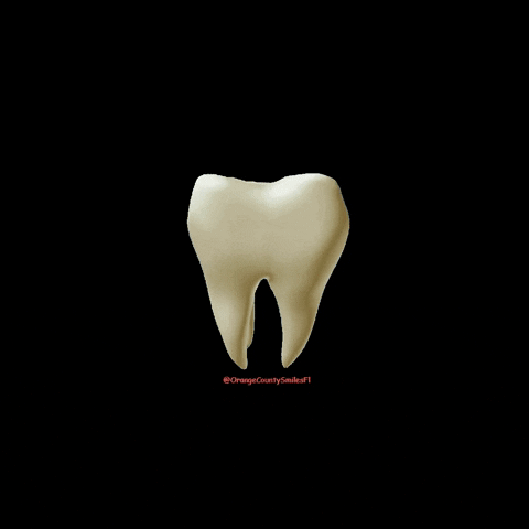 OrangeCountySmilesFl giphygifmaker teeth dentist ocsmiles GIF