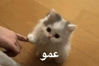 Bashar GIF