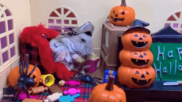 Greedy Hamster Gets Ready for Halloween