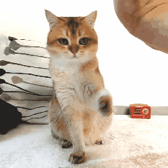 kinyobi_cat  GIF