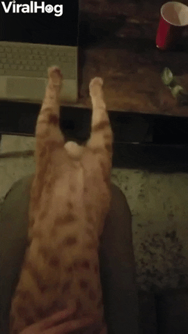 Keeping Cathulhu Captive With Belly Rubs GIF by ViralHog