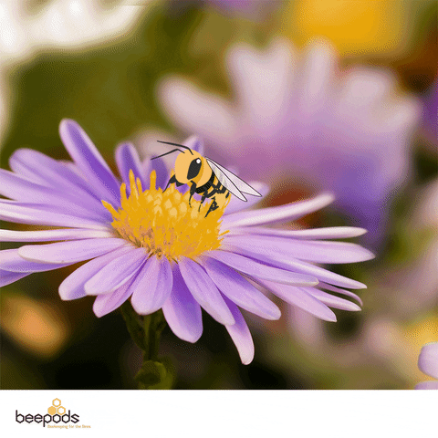 Summer Flower GIF by Beepods