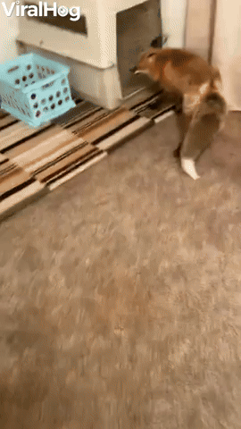Focused Fox Gets Scared by Owner