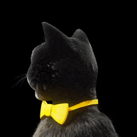 Cat Wow GIF by Studio Moderna ltd
