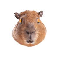 Sas Kebab Sticker by schysst_kak
