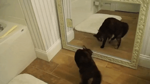 Migatapersa giphygifmaker gato ante un espejo GIF