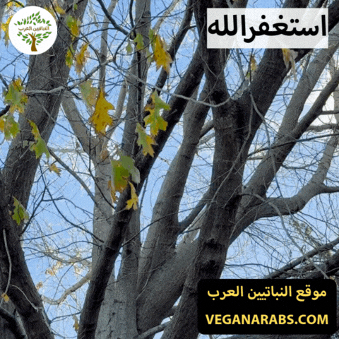 Middle East Wow GIF by VeganArabs