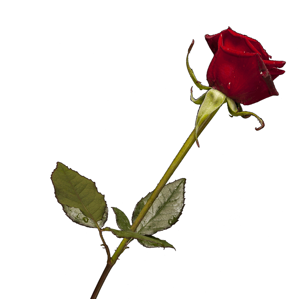 Tv Show Rose Sticker by RTLde