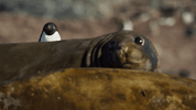 disney penguins GIF by Disneynature