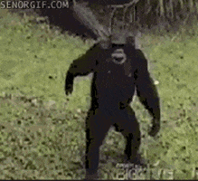 monkey or should it be it up GIF by Cheezburger