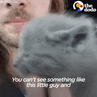 cat kitty GIF by The Dodo