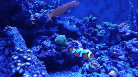 CreatureFeatures giphygifmaker clownfish GIF