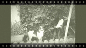 abanaacauda dog portugal treino luke GIF