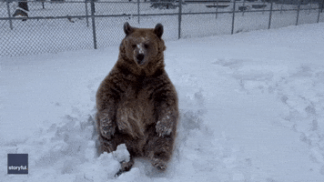 'Smart, Sweet, Sassy' Brown Bear 'Savours' New York Snow