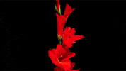timelapse flowers GIF
