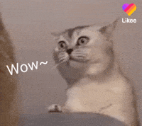 Happy Cat GIF by Likee US