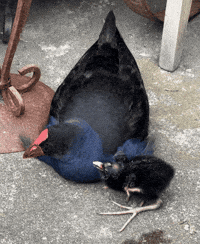 charcoalthepukeko damn sprite bumblebee charcoal GIF