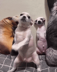 Dance Dog GIF
