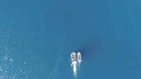 giphy.gif