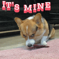 Corgi Milo GIF