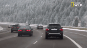 pupparazzi doggie winter wonderland GIF by Nat Geo Wild
