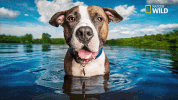 doggie winter wonderland pupparazzi GIF by Nat Geo Wild