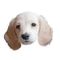 dog puppy Sticker by DopeDog