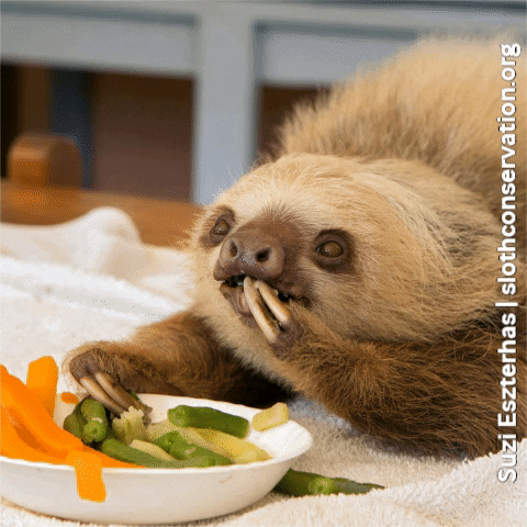 slothconservation giphygifmaker eating vegan fat GIF
