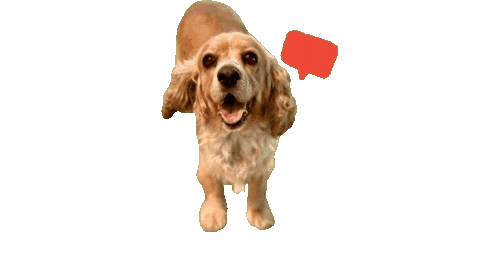 Cocker Spaniel Happy Dog Sticker by Camp Cocker Rescue