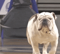drake mascot GIF by DrakeUGriff