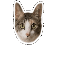 Cat Kitty Sticker