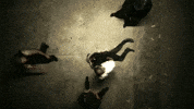 Opium 5G GIF by Homixide Gang