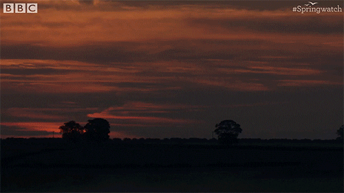 Sun Sunset GIF by BBC Earth