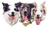 Border Collie Dogs Sticker