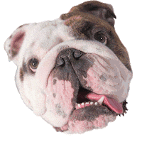 Des Moines Dog Sticker by DrakeUGriff