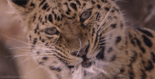 planet earth leopard GIF