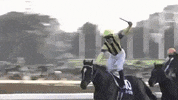 christophe lemaire celebration GIF by World Horse Racing