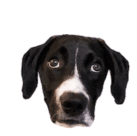 Dog Ear Sticker by the Framehouse