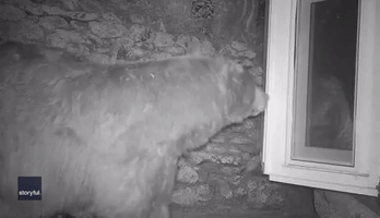 Bear Squeezes Through Tiny Window of Colorado Home to Steal Food