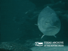 Big Fish Hello GIF by Texas Archive of the Moving Image