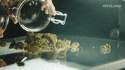 420 GIF by VICELAND