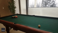 Calgary Dog Shows Keen Interest in Game of Pool
