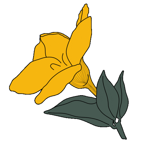 bydaisydalia giphyupload flower floral deco Sticker