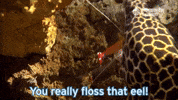 Moray Eel Shrimp GIF by Monterey Bay Aquarium