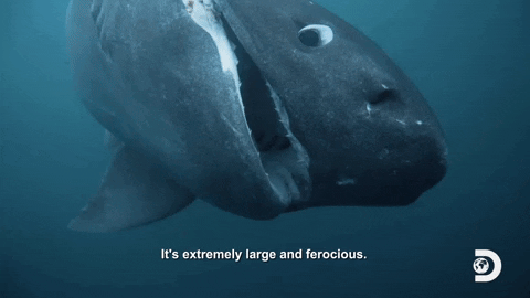 First Contact Alien Shark GIF by Shark Week