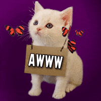Kitten Awww GIF