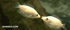 fish kissing GIF