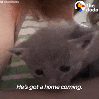 cat kitty GIF by The Dodo